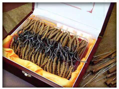 西双版纳冬虫夏草回收